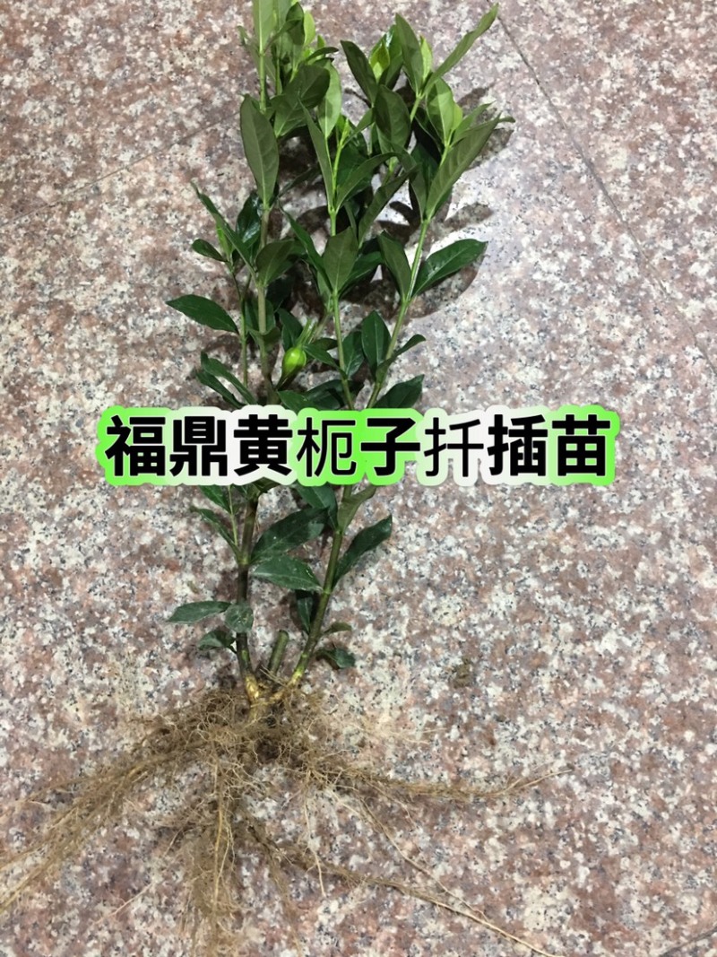 福建福鼎黄栀子苗扦插栀子苗