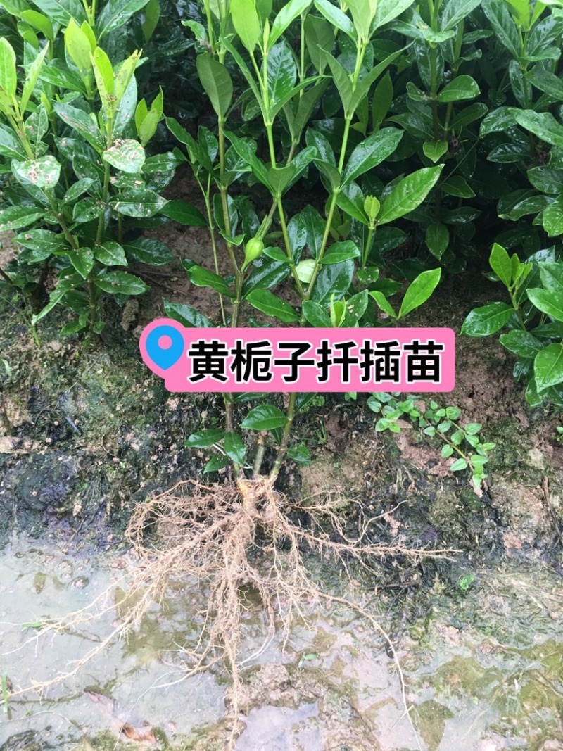 福建福鼎黄栀子苗扦插栀子苗