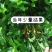 福建福鼎黄栀子苗扦插栀子苗