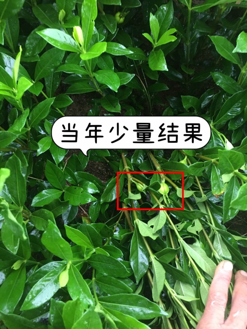 福建福鼎黄栀子苗扦插栀子苗