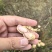 鲜花生批发