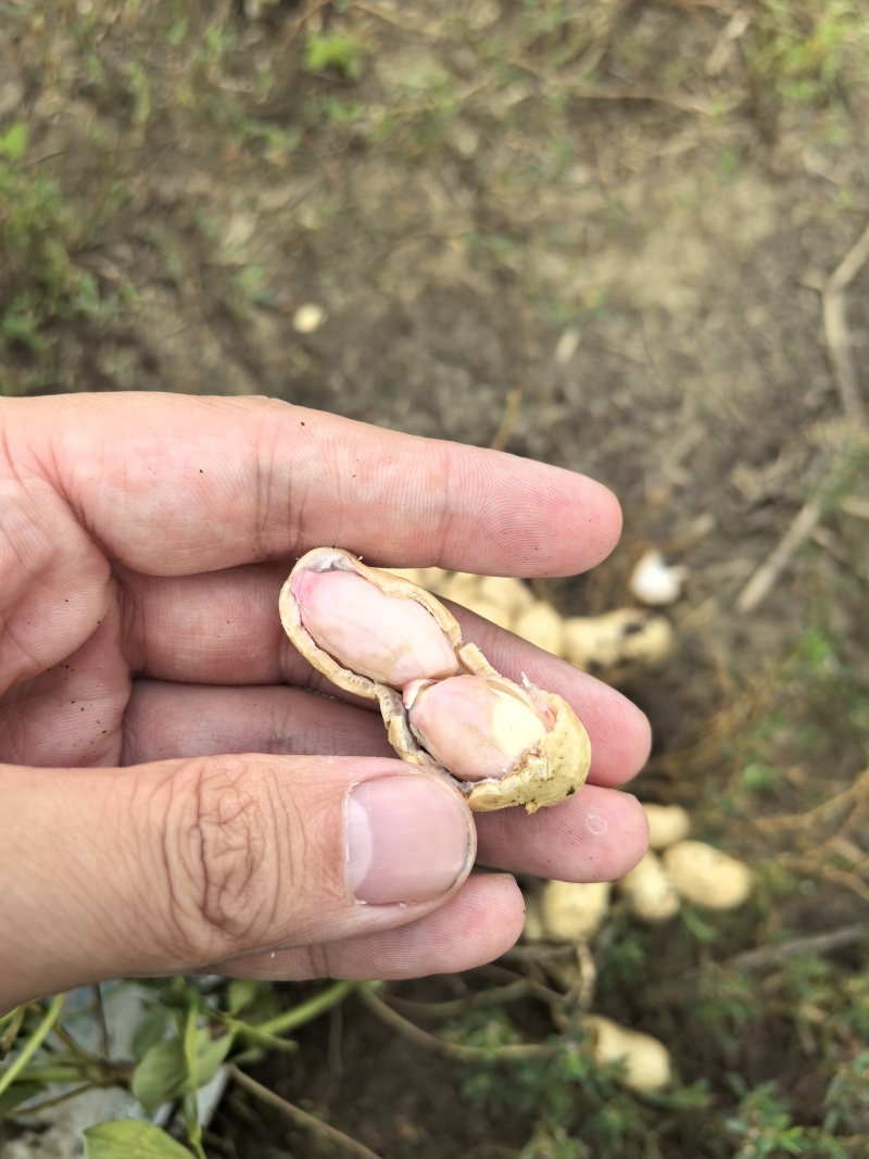 鲜花生批发