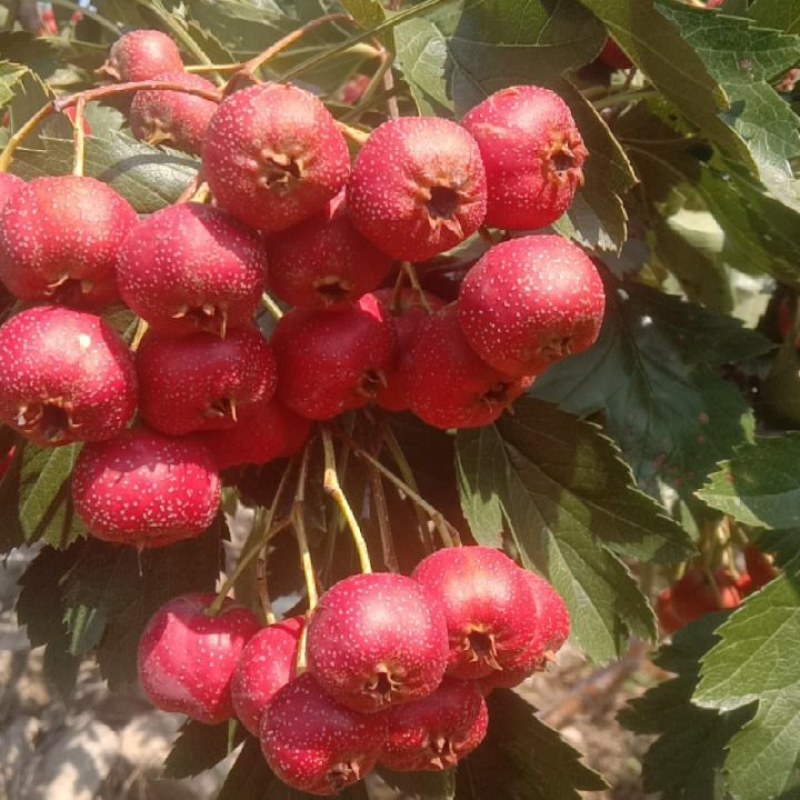 自家种植大量甜红子山楂