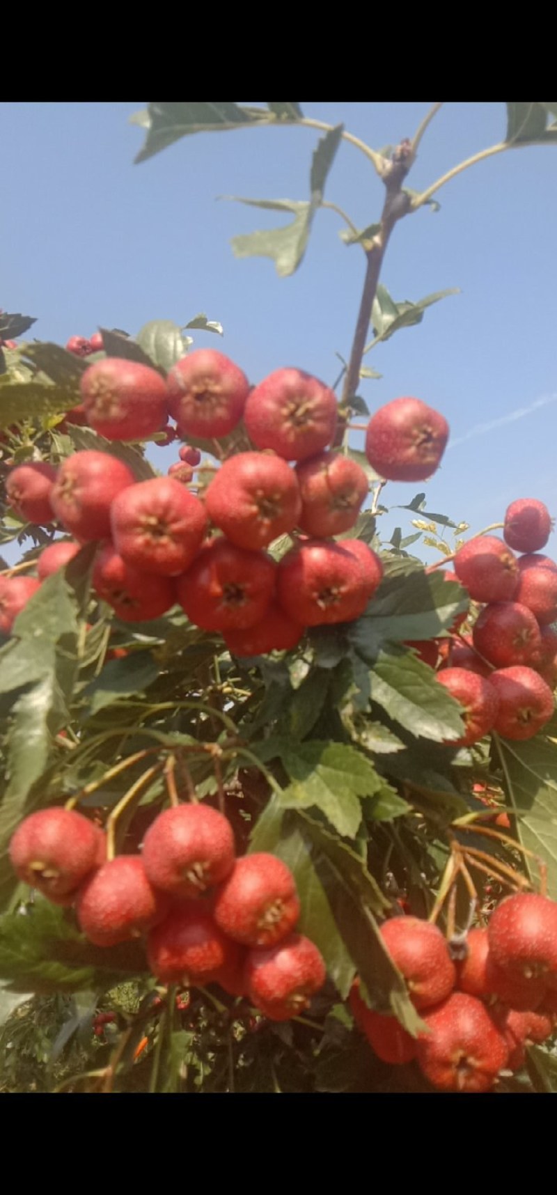 自家种植大量甜红子山楂