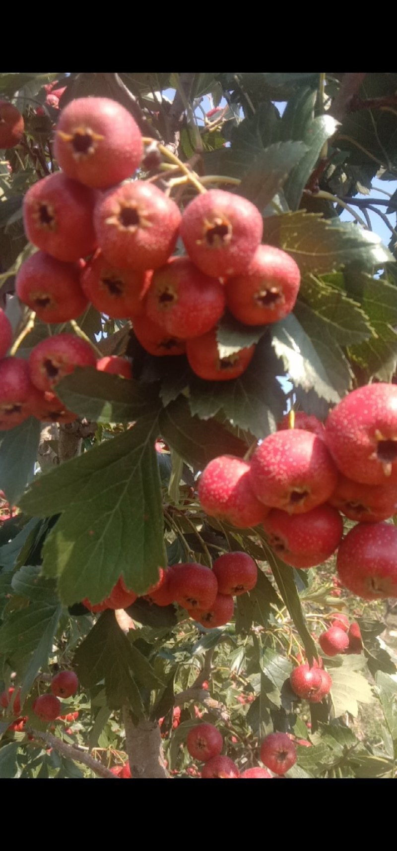自家种植大量甜红子山楂