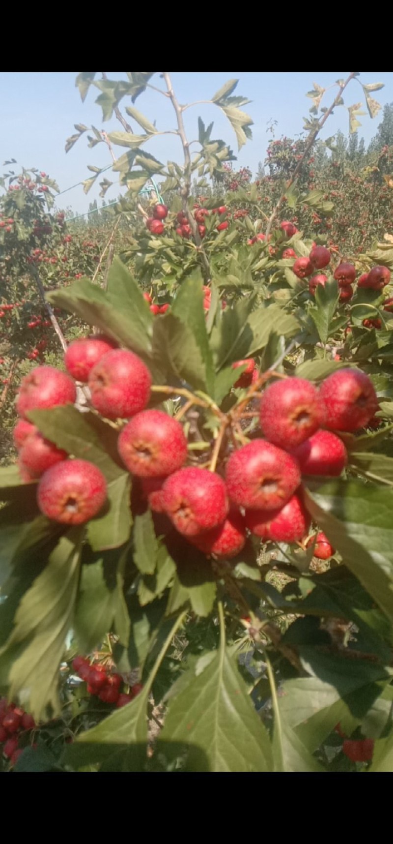 自家种植大量甜红子山楂