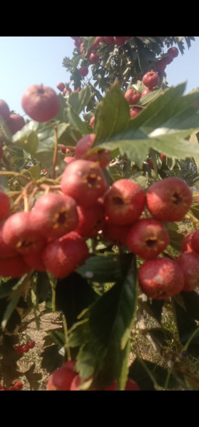 自家种植大量甜红子山楂