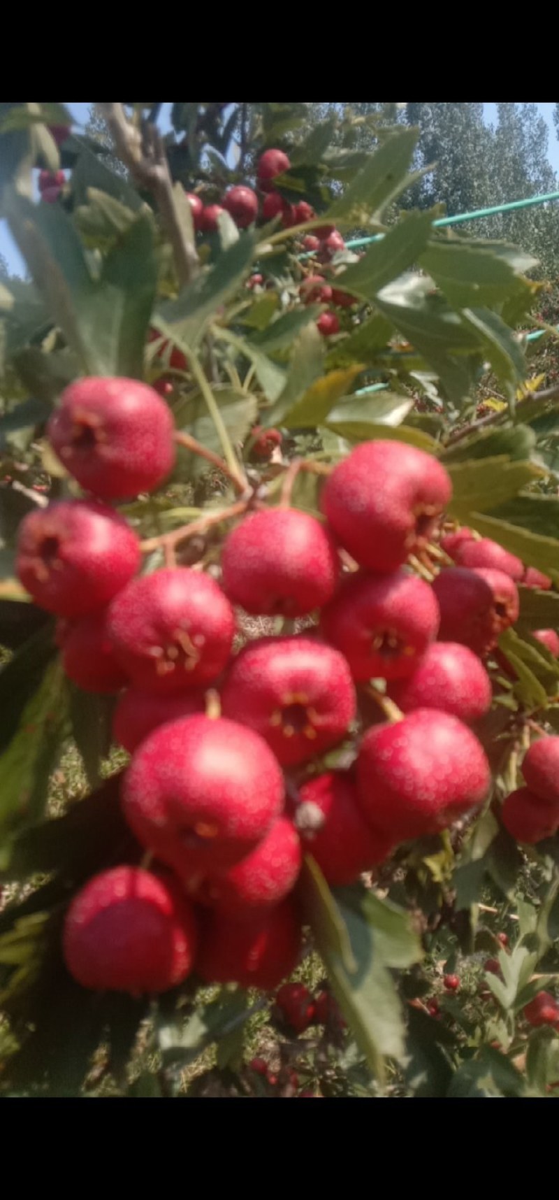 自家种植大量甜红子山楂