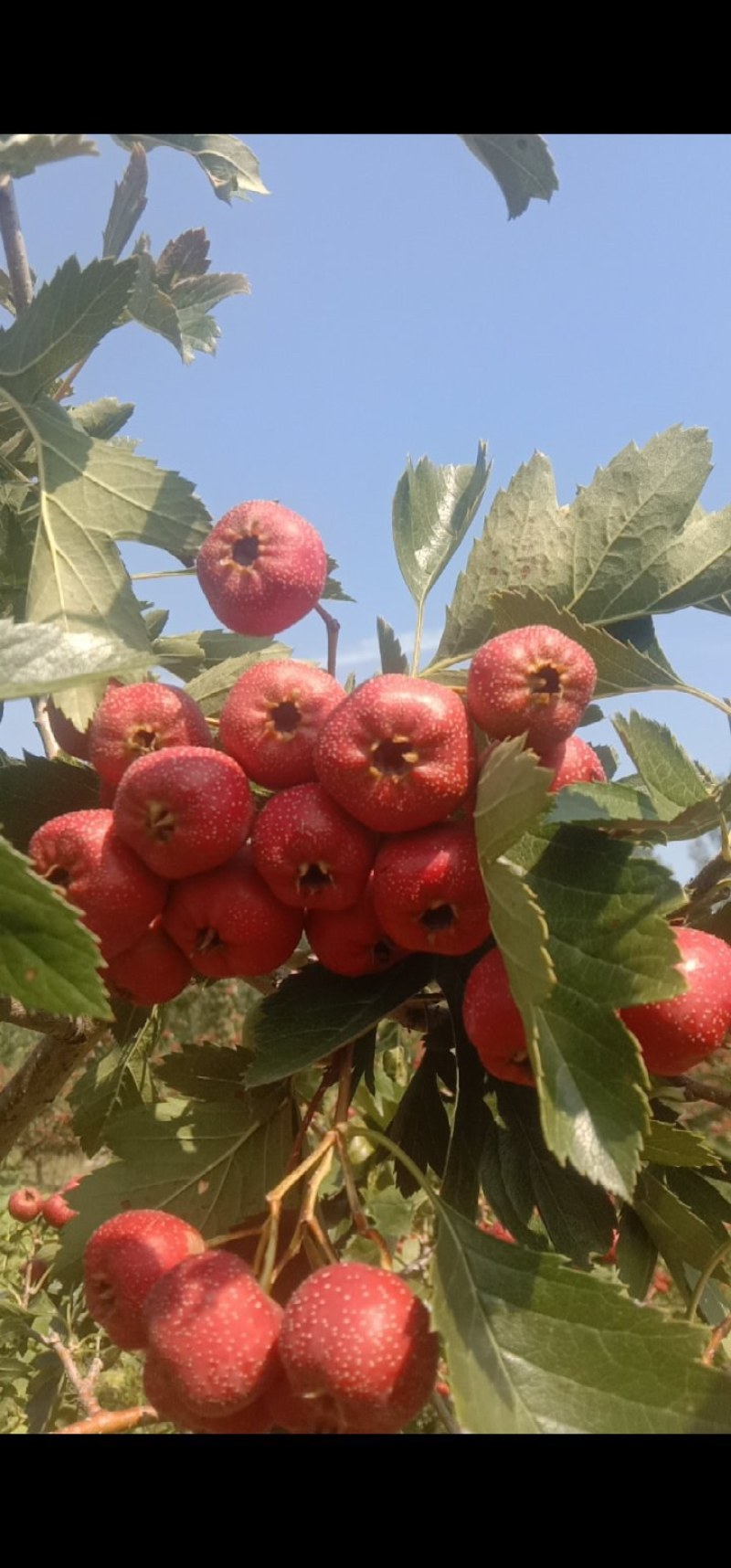 自家种植大量甜红子山楂