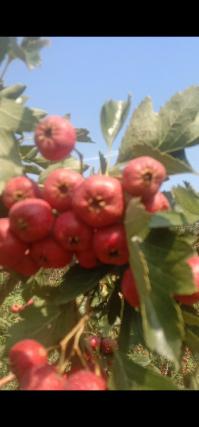 自家种植大量甜红子山楂