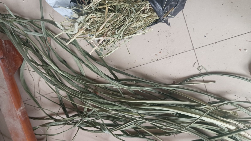 广西新鲜牧草干叶，