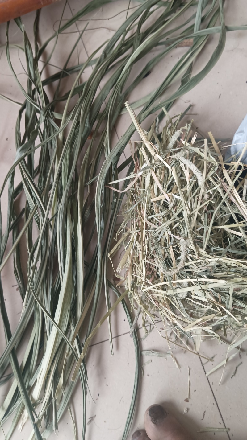 广西新鲜牧草干叶，