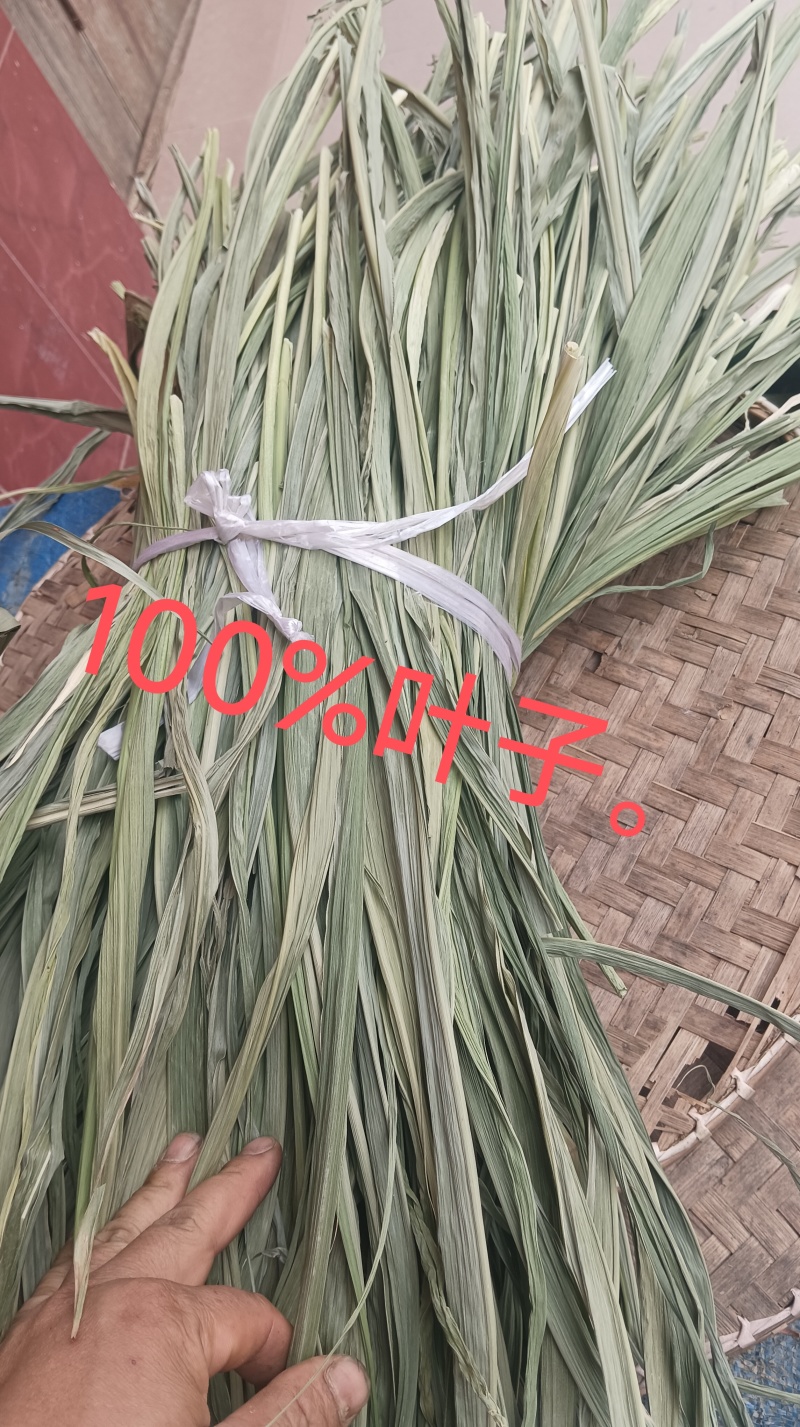 广西新鲜牧草干叶，