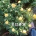 九月菊(国庆菊千头球菊品种菊花)红色黄色基地直发