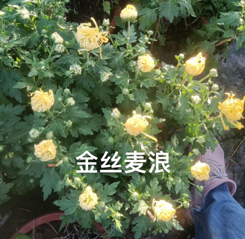 九月菊（国庆菊千头球菊品种菊花）红色黄色基地直发