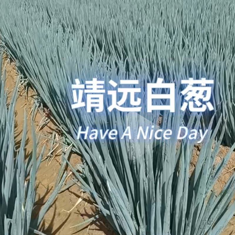 甘肃高原蔬菜大量上市欢迎大家前来采购，物美价廉