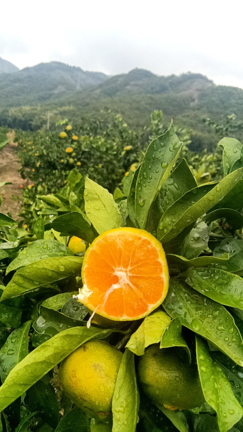 涌泉蜜橘