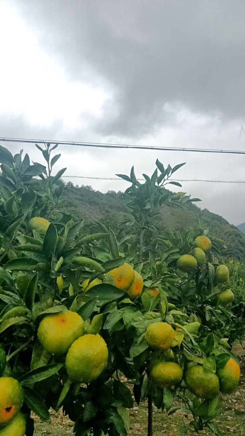 涌泉蜜橘