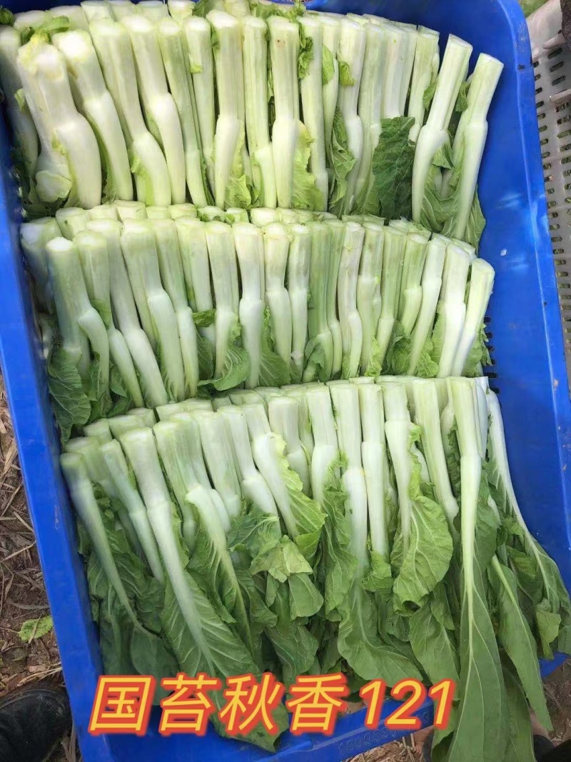 贵州高原精品白菜苔，甜菜心