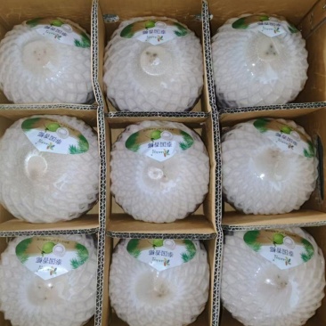 泰国香椰椰青批发，品质保证一手货源，价格优惠，