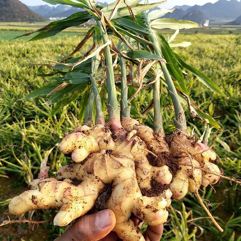 小黄姜鲜姜红芽姜生姜大黄姜品种多规格全价格可议