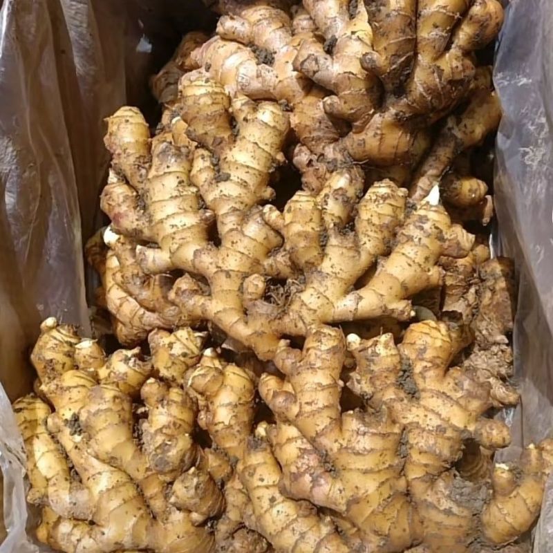 小黄姜鲜姜红芽姜生姜大黄姜品种多规格全价格可议