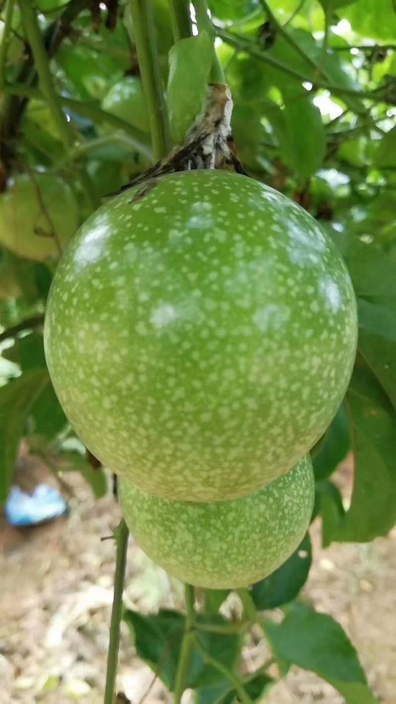 黄金百香果