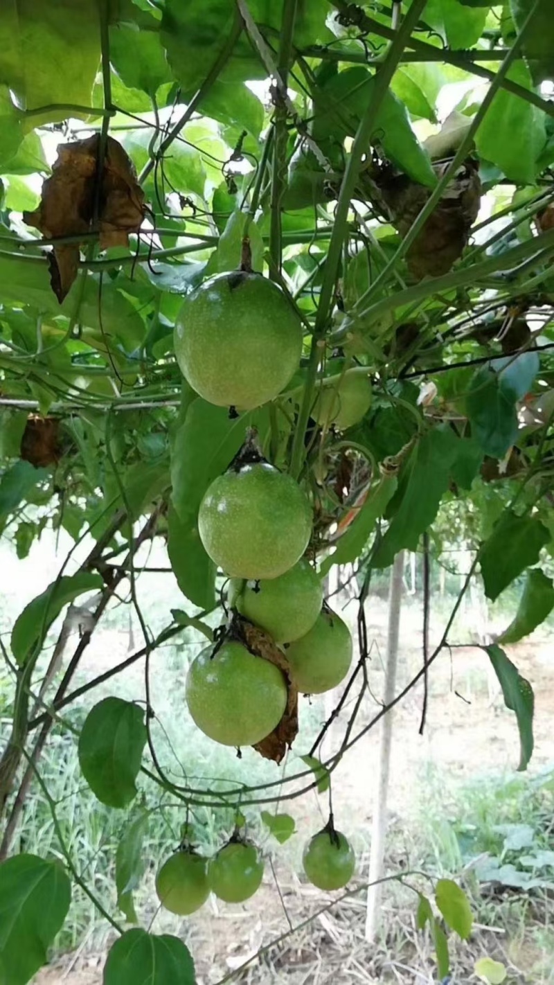 黄金百香果