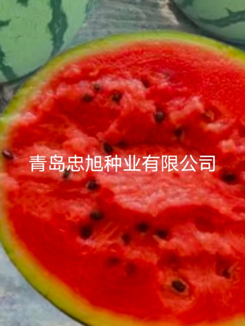 野生西瓜籽嫁接西瓜专用砧木种子一市斤抗病能力强西瓜甜度高