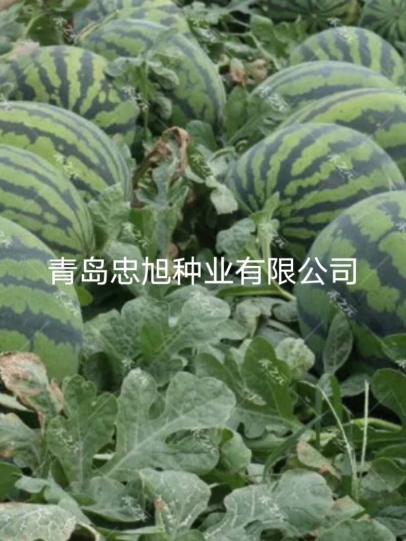 野生西瓜籽嫁接西瓜专用砧木种子一市斤抗病能力强西瓜甜度高
