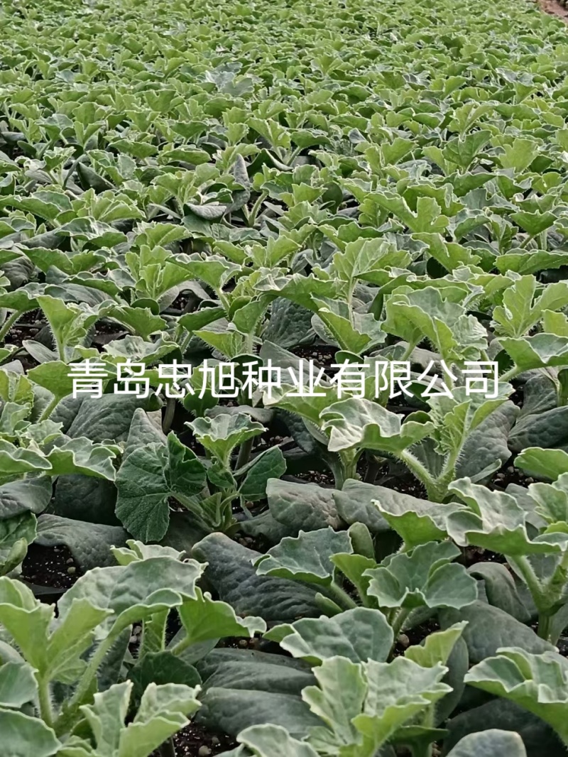 野生西瓜籽嫁接西瓜专用砧木种子一市斤抗病能力强西瓜甜度高
