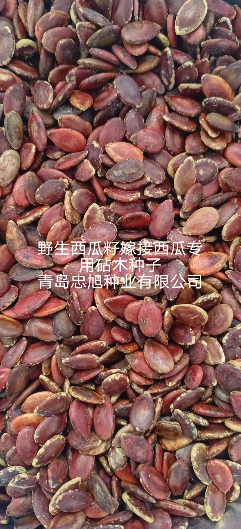 野生西瓜籽嫁接西瓜专用砧木种子一市斤抗病能力强西瓜甜度高