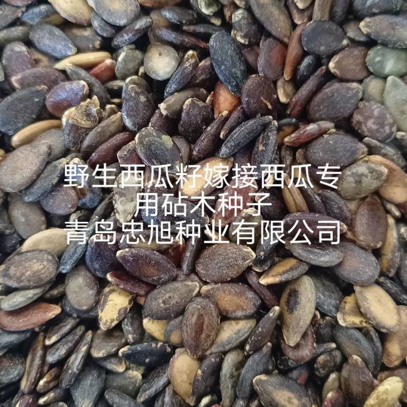 野生西瓜籽嫁接西瓜专用砧木种子一市斤三千六百粒抗病西瓜甜
