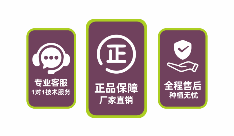 色彩含氨基酸水溶肥解决转色慢转色难退青着色肥料