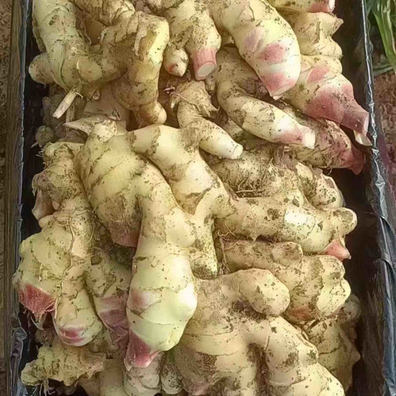 【诚信推荐】山东鲜姜大黄姜-足斤足量-大量供应-可对接商超