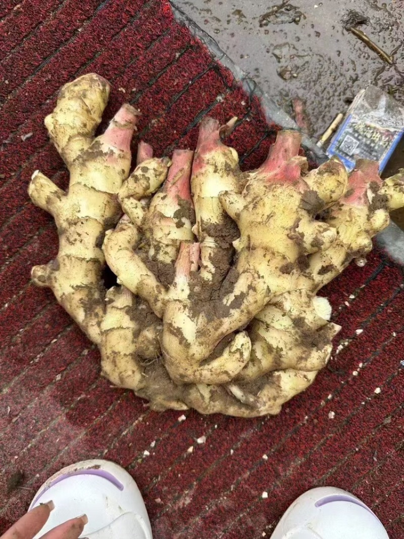 【诚信推荐】山东鲜姜大黄姜-足斤足量-大量供应-可对接商超
