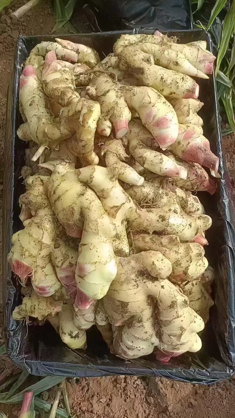【诚信推荐】山东鲜姜大黄姜-足斤足量-大量供应-可对接商超