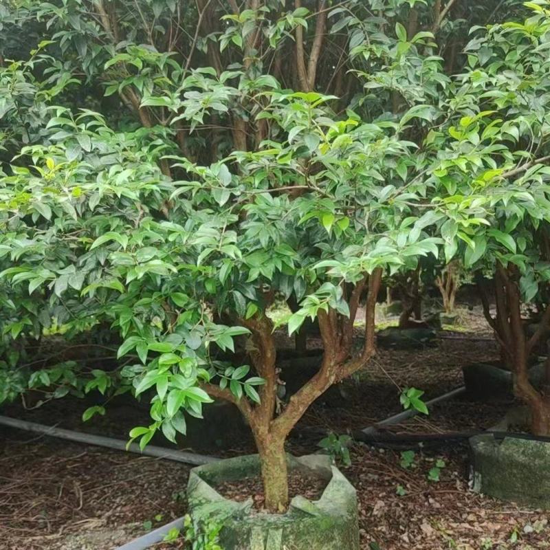 沙巴嘉宝果