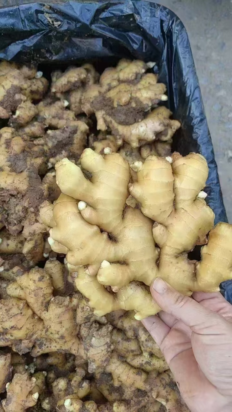 【诚信推荐】山东鲜姜大黄姜-足斤足量-大量供应-可对接商超