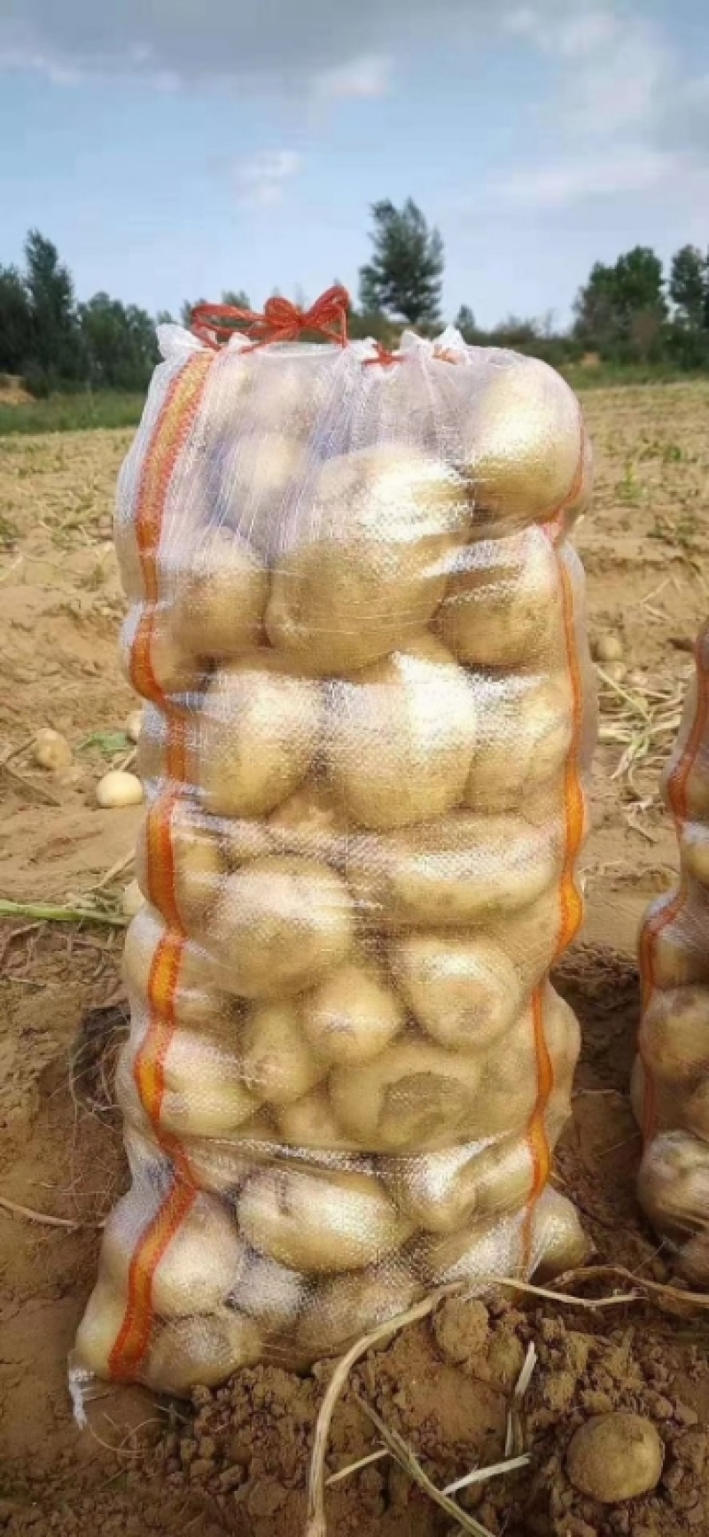 优选山东土豆黄心土豆荷兰十五土豆大量供应可视频看货