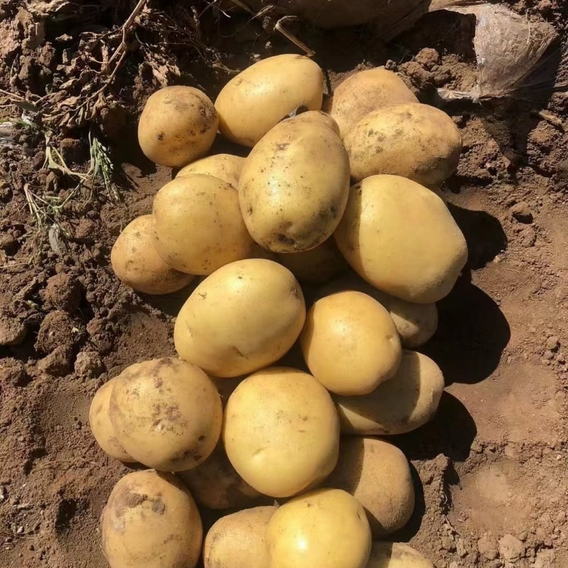 优选山东土豆黄心土豆荷兰十五土豆大量供应可视频看货