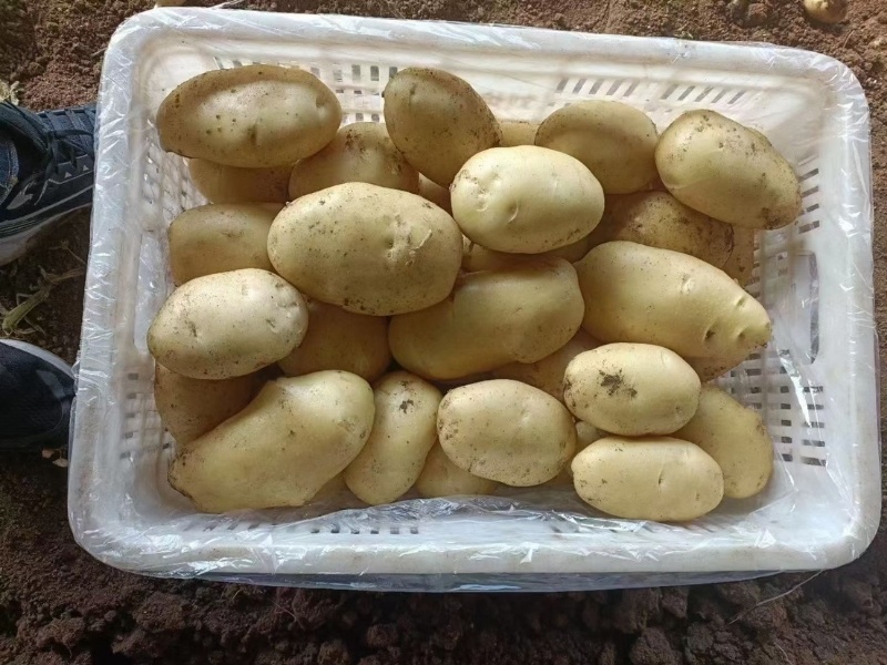 优选山东土豆黄心土豆荷兰十五土豆大量供应可视频看货