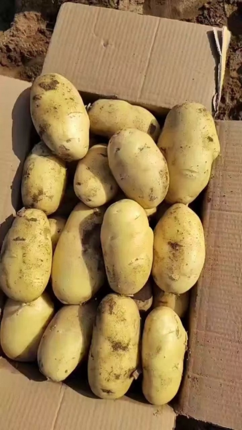 优选山东土豆黄心土豆荷兰十五土豆大量供应可视频看货