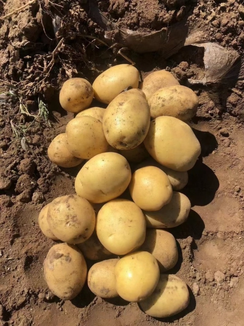 优选山东土豆黄心土豆荷兰十五土豆大量供应可视频看货