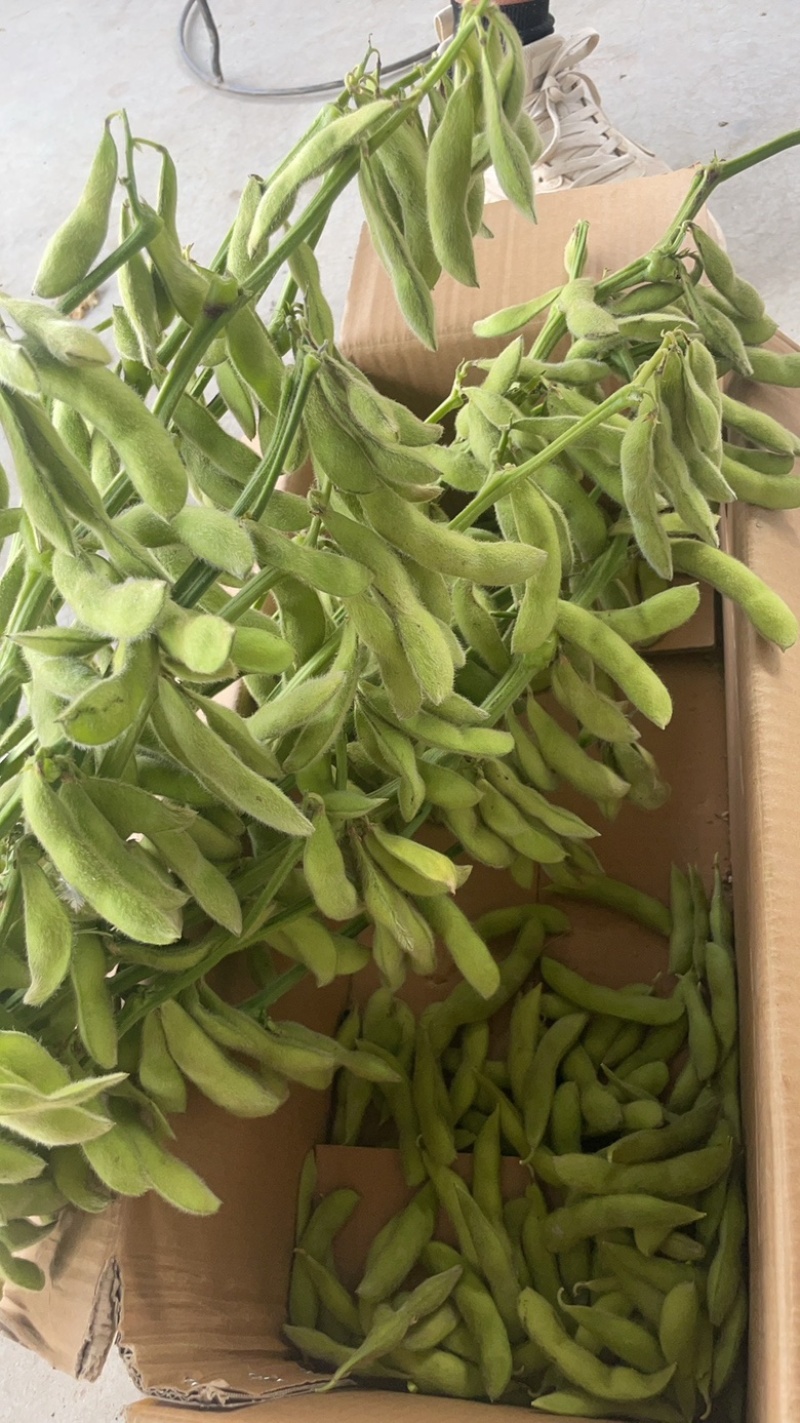 打量供应大青豆