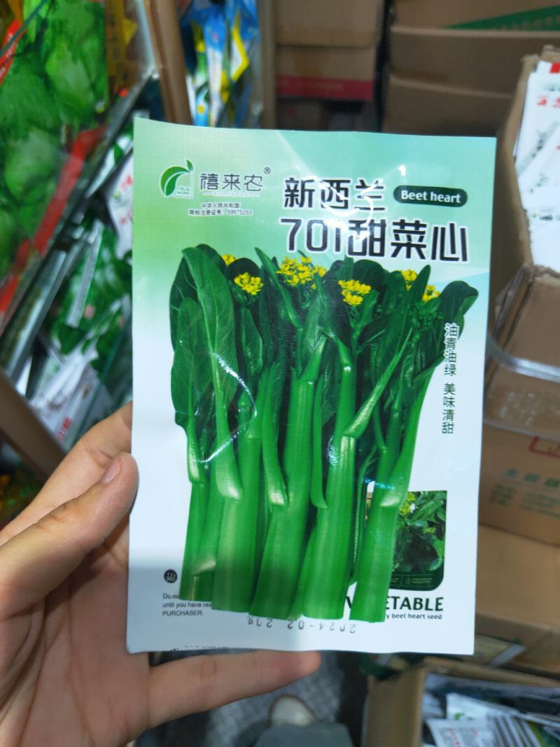 甜菜心种子早熟抗热耐湿青菜春秋四季播农家阳台庭院盆栽种植