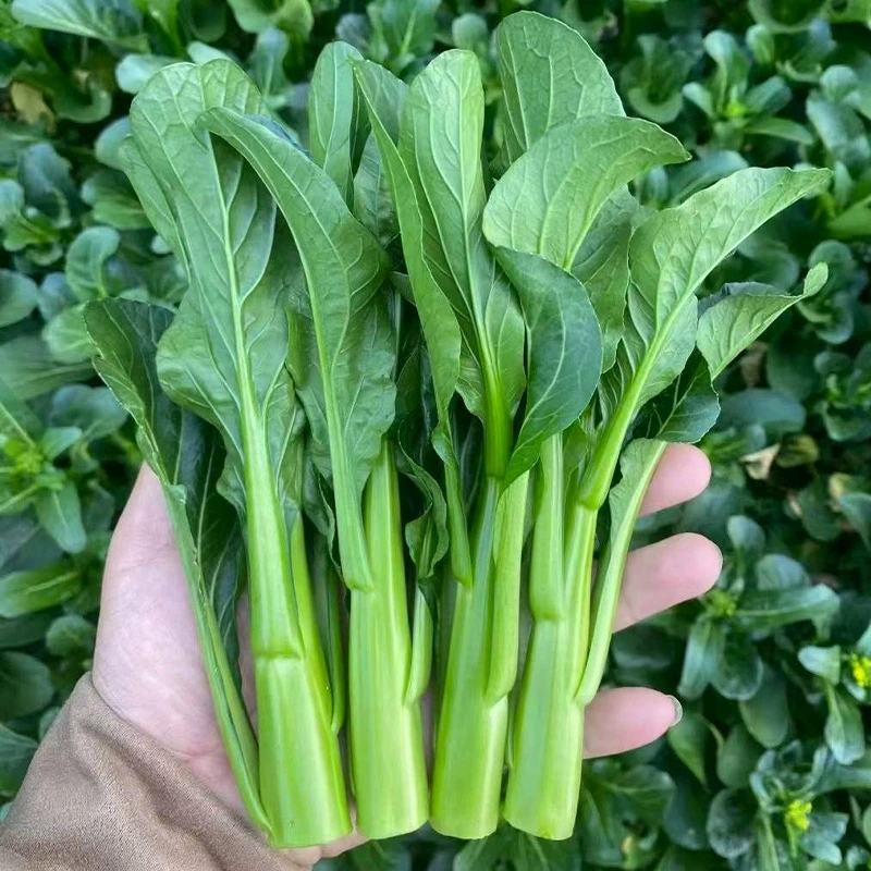 甜菜心种子早熟抗热耐湿青菜春秋四季播农家阳台庭院盆栽种植