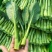 甜菜心种子早熟抗热耐湿青菜春秋四季播农家阳台庭院盆栽种植