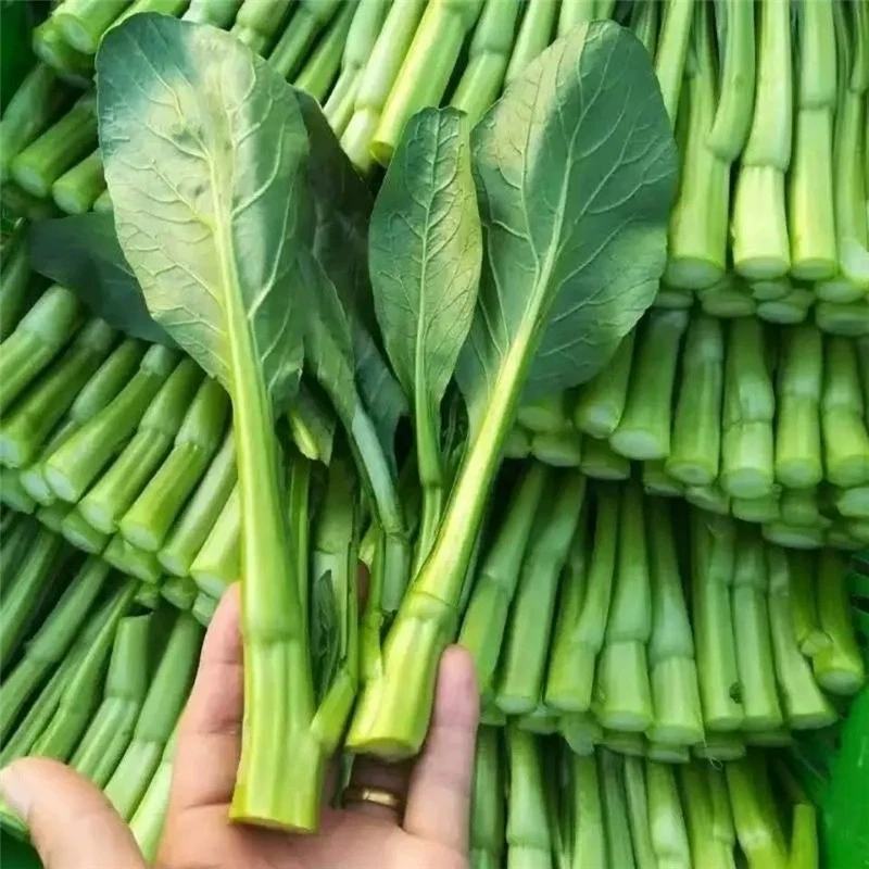 甜菜心种子早熟抗热耐湿青菜春秋四季播农家阳台庭院盆栽种植