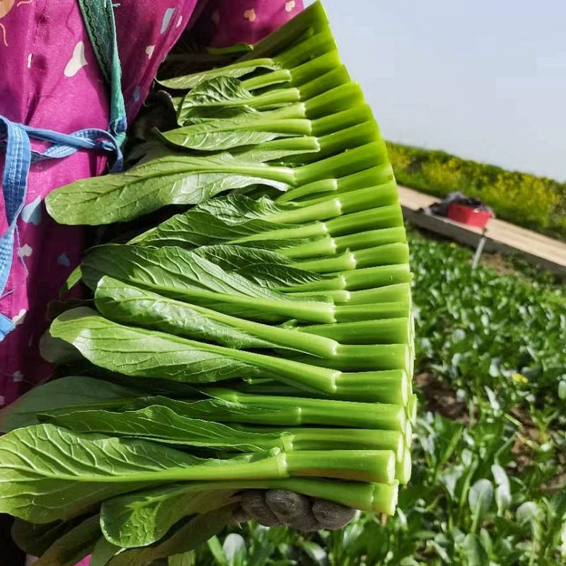 甜菜心种子早熟抗热耐湿青菜春秋四季播农家阳台庭院盆栽种植